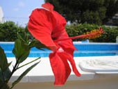 Hibiscus Picture 5